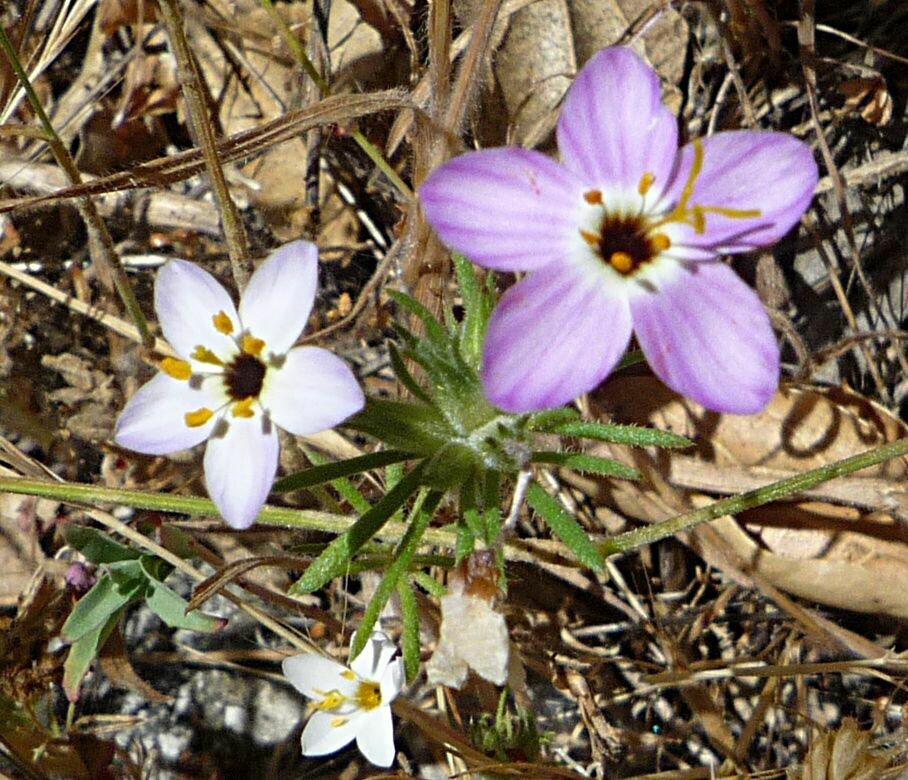 High Resolution Leptosiphon parviflorus Flower